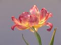 fabenfrohe Tulpe von Annabel13 