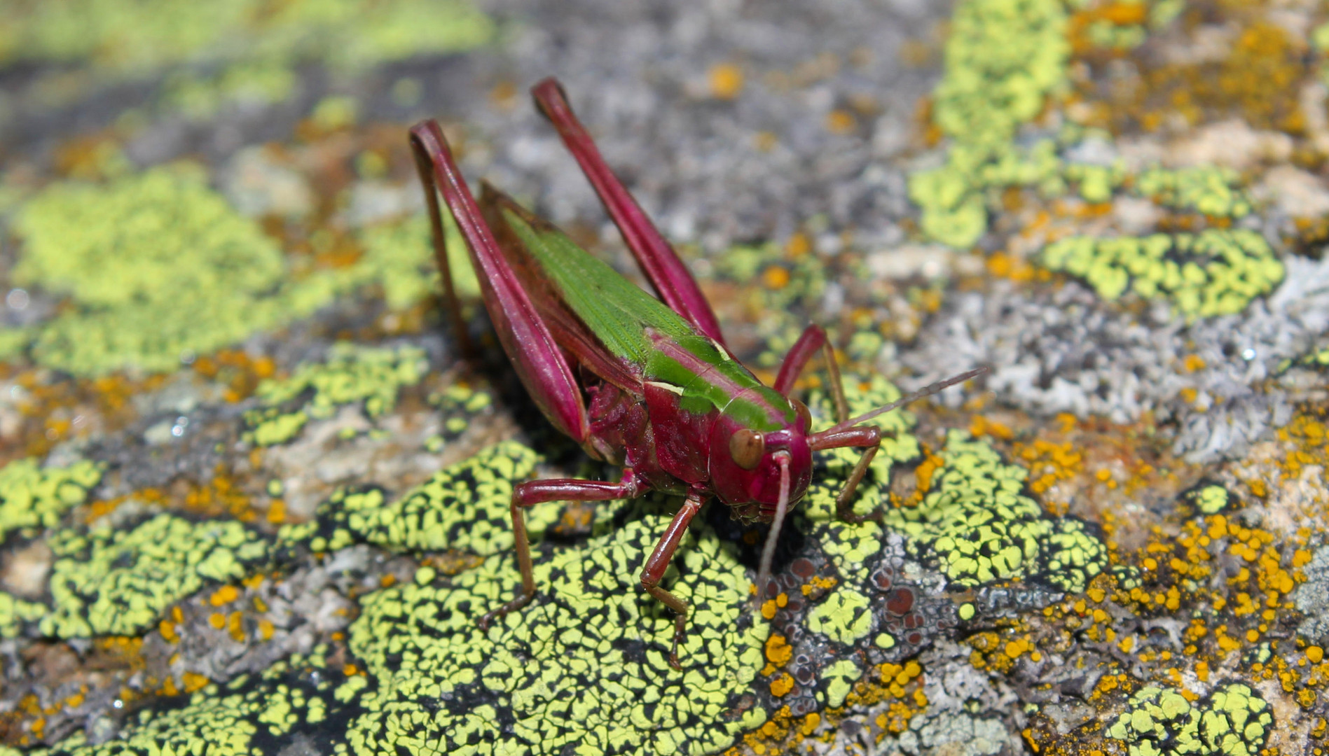 Fabenfroher Grasshüpfer