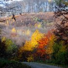 Fabenrausch im Herbst