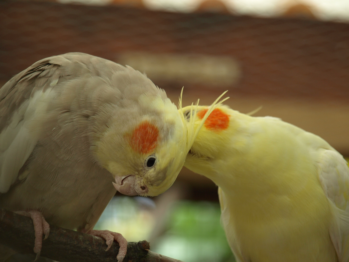 Fabienne und Easy