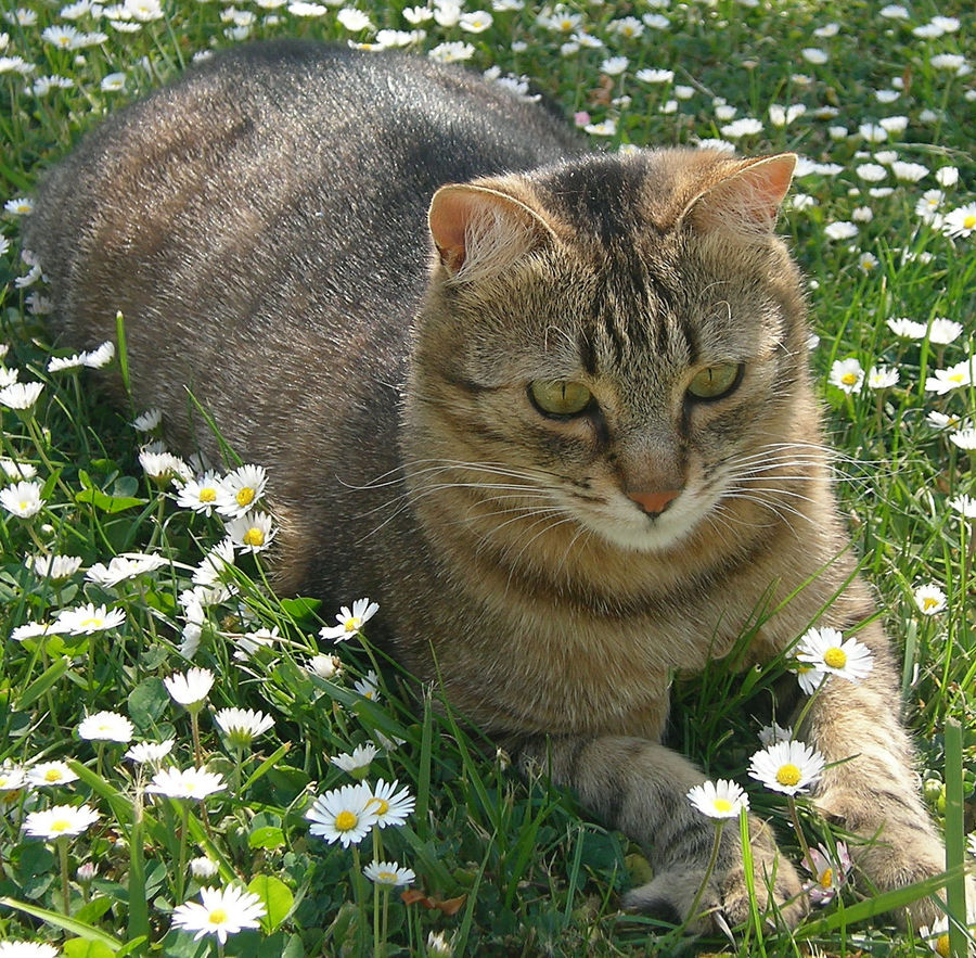 Fabio in der Wiese