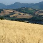 Fabriano: il grano, il paesaggio marchigiano e la cartiera