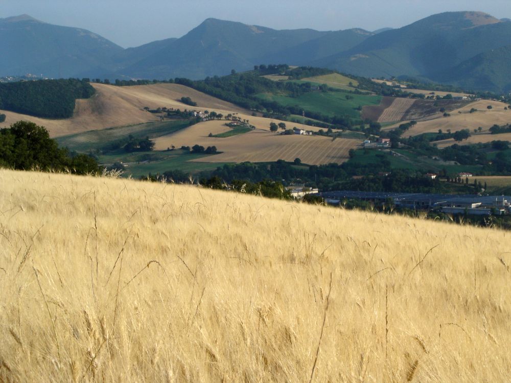 Fabriano: il grano, il paesaggio marchigiano e la cartiera