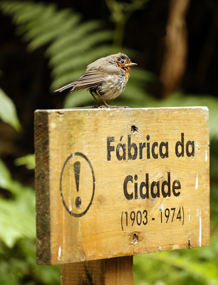 Fábrica da Cidade - Rotkehlchen 1