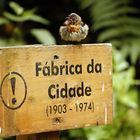 Fábrica da Cidade - Rotkehlchen 2