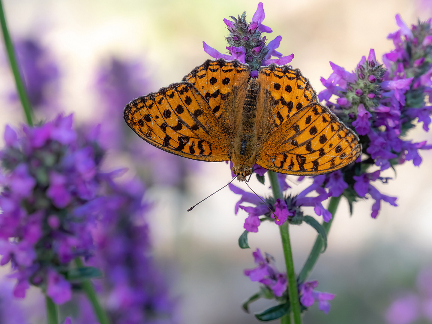 Fabriciana adippe