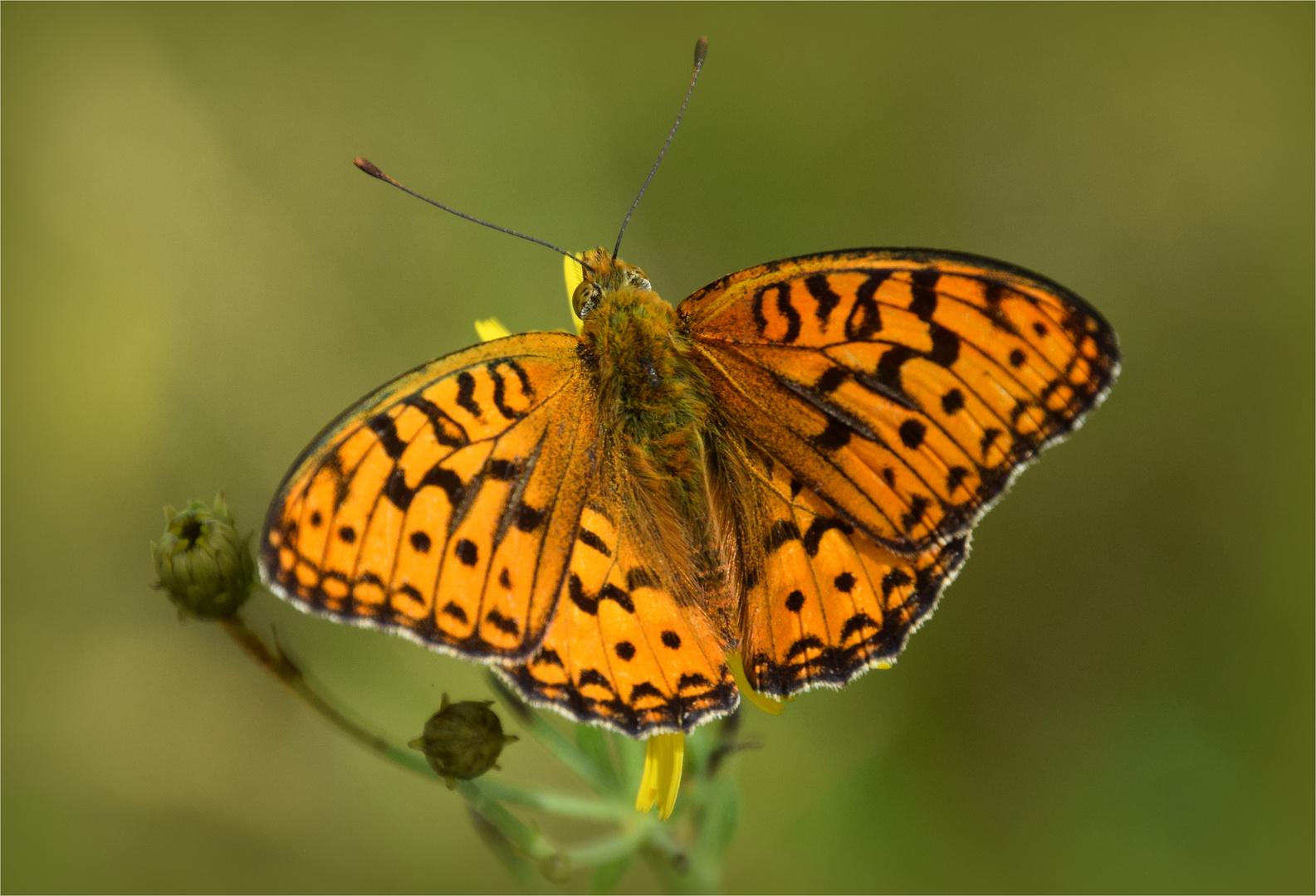 Fabriciana adippe