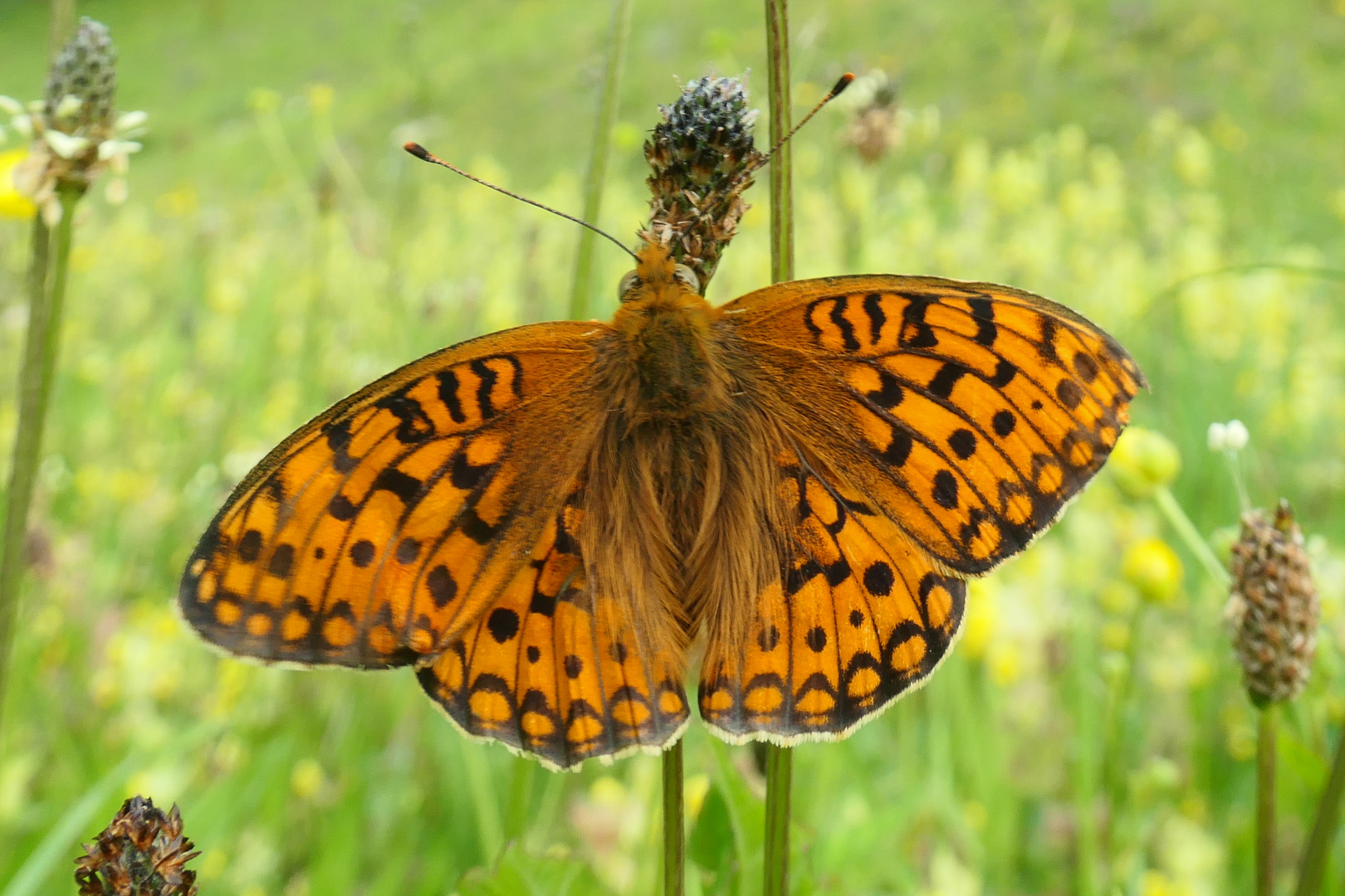 Fabriciana niobe