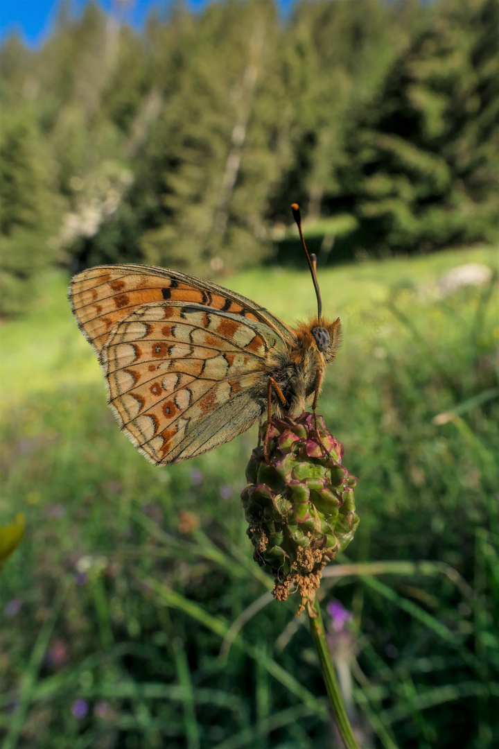 Fabriciana niobe