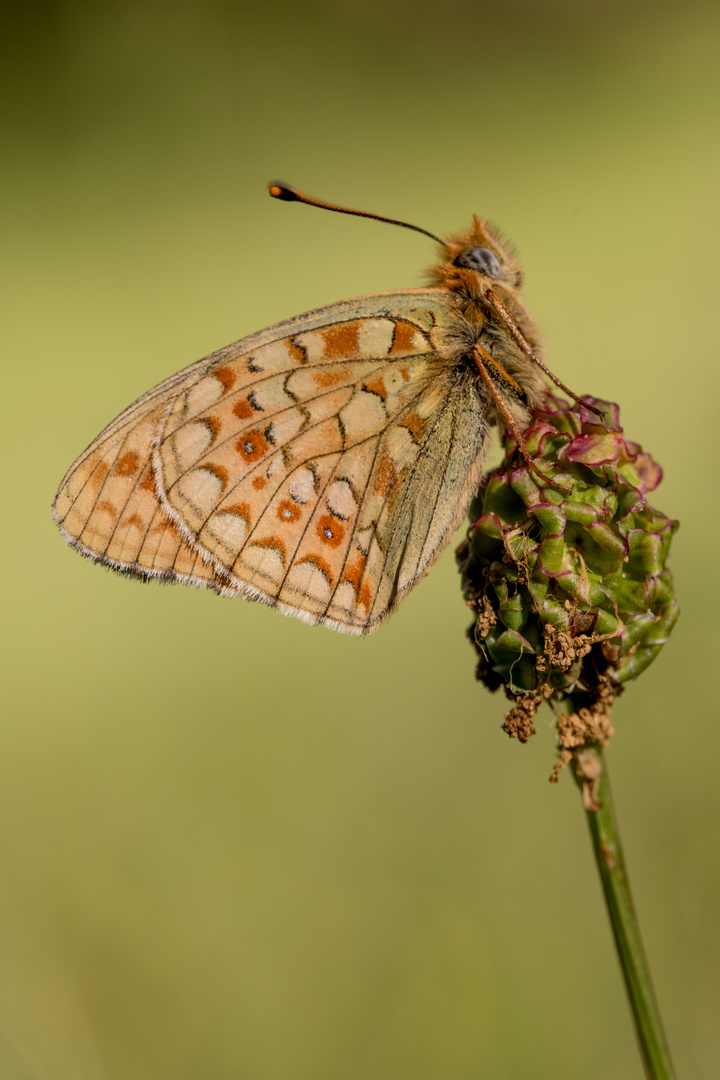 Fabriciana niobe eris