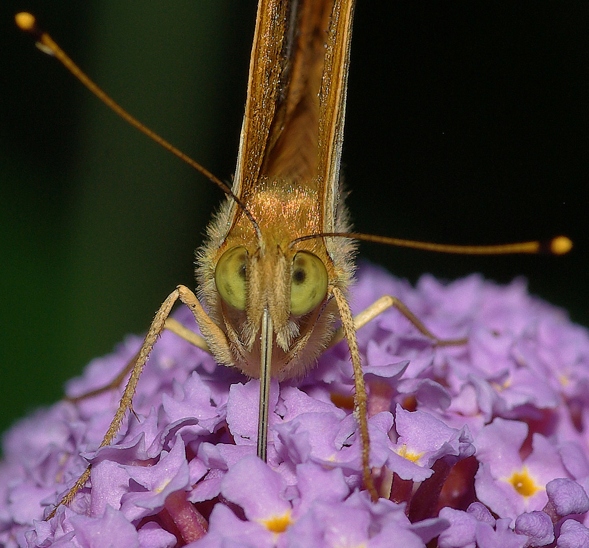 Face à face