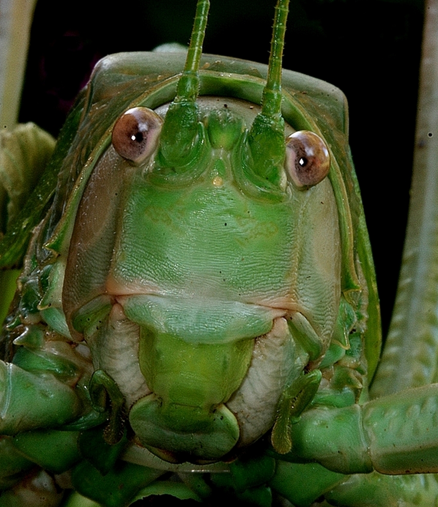 Face à face