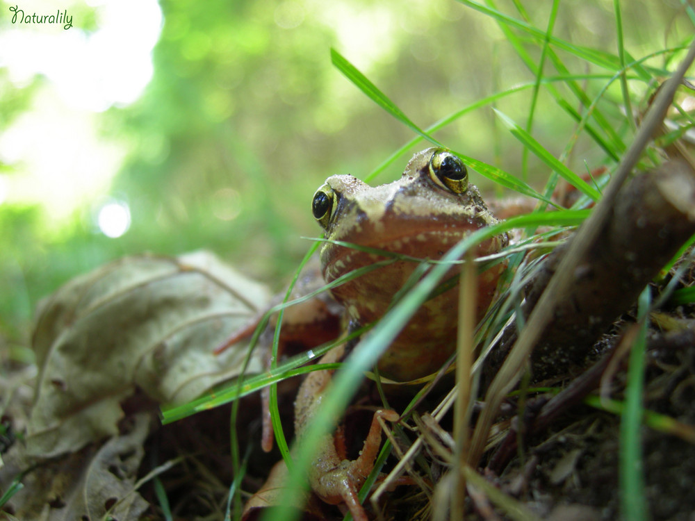 Face à face amphibien