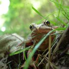 Face à face amphibien