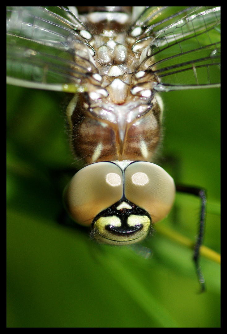 Face à face avec l'aeschne des joncs.