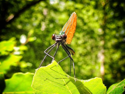 Face à face avec un calptéryx virgo femelle