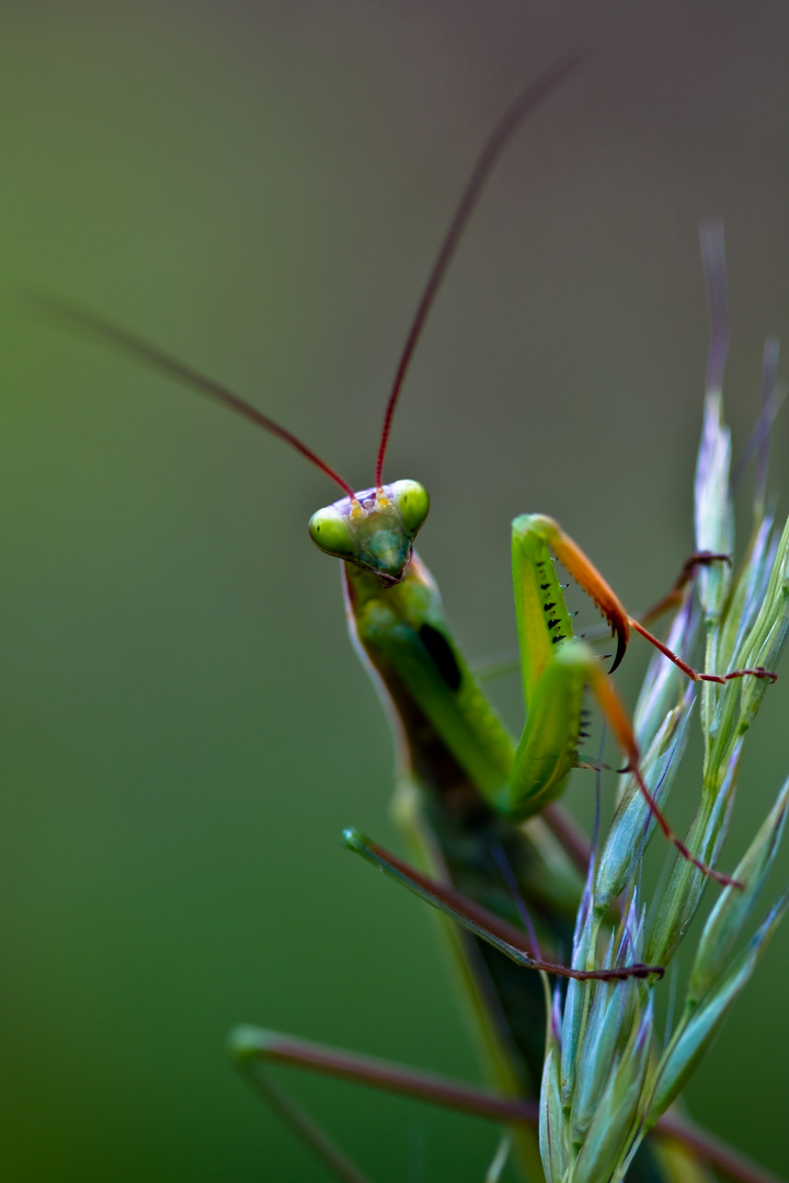 face à face