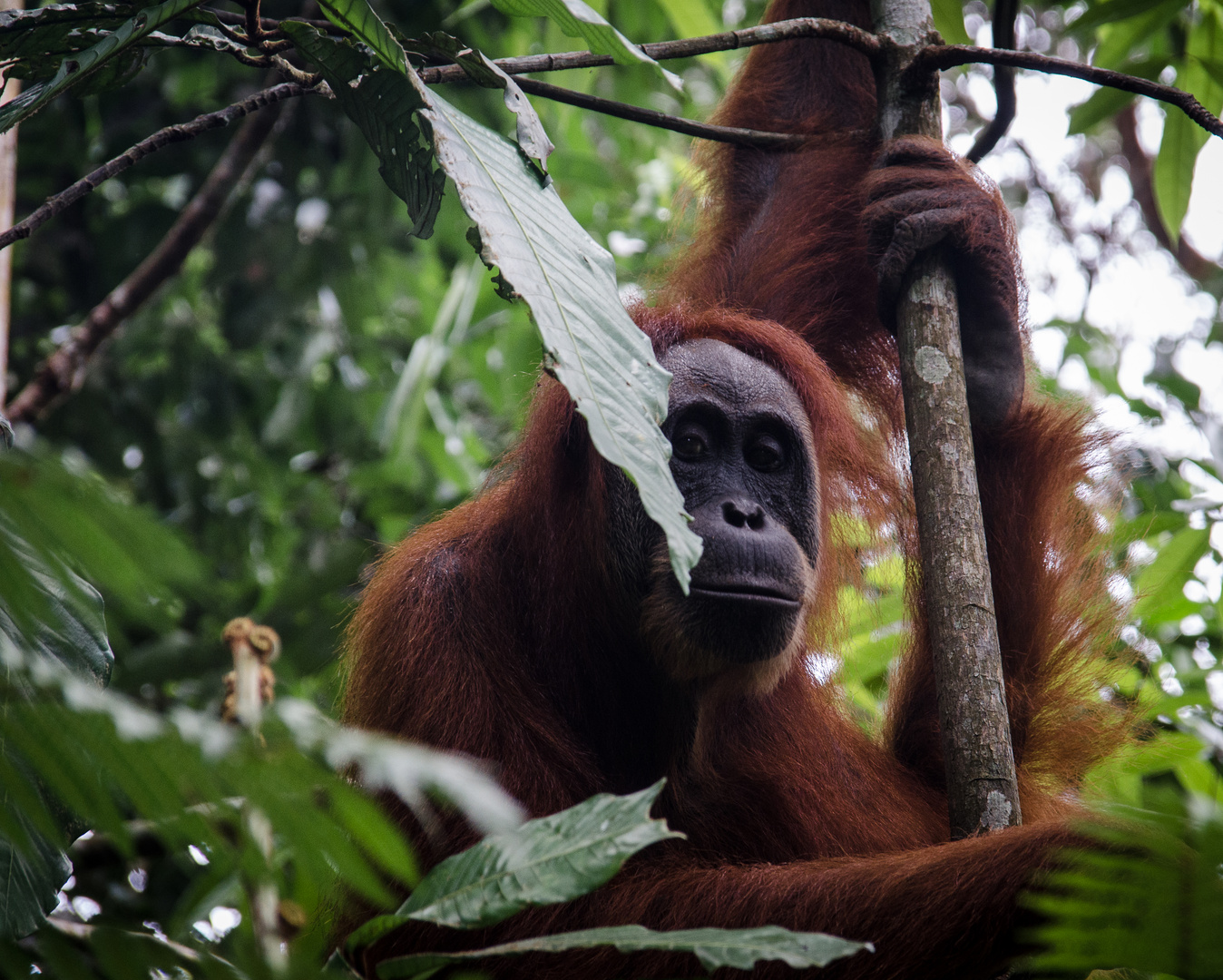 face à face dans la jungle de Sumatra !