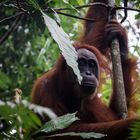 face à face dans la jungle de Sumatra !