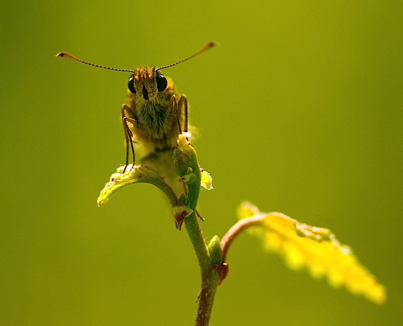 face à face