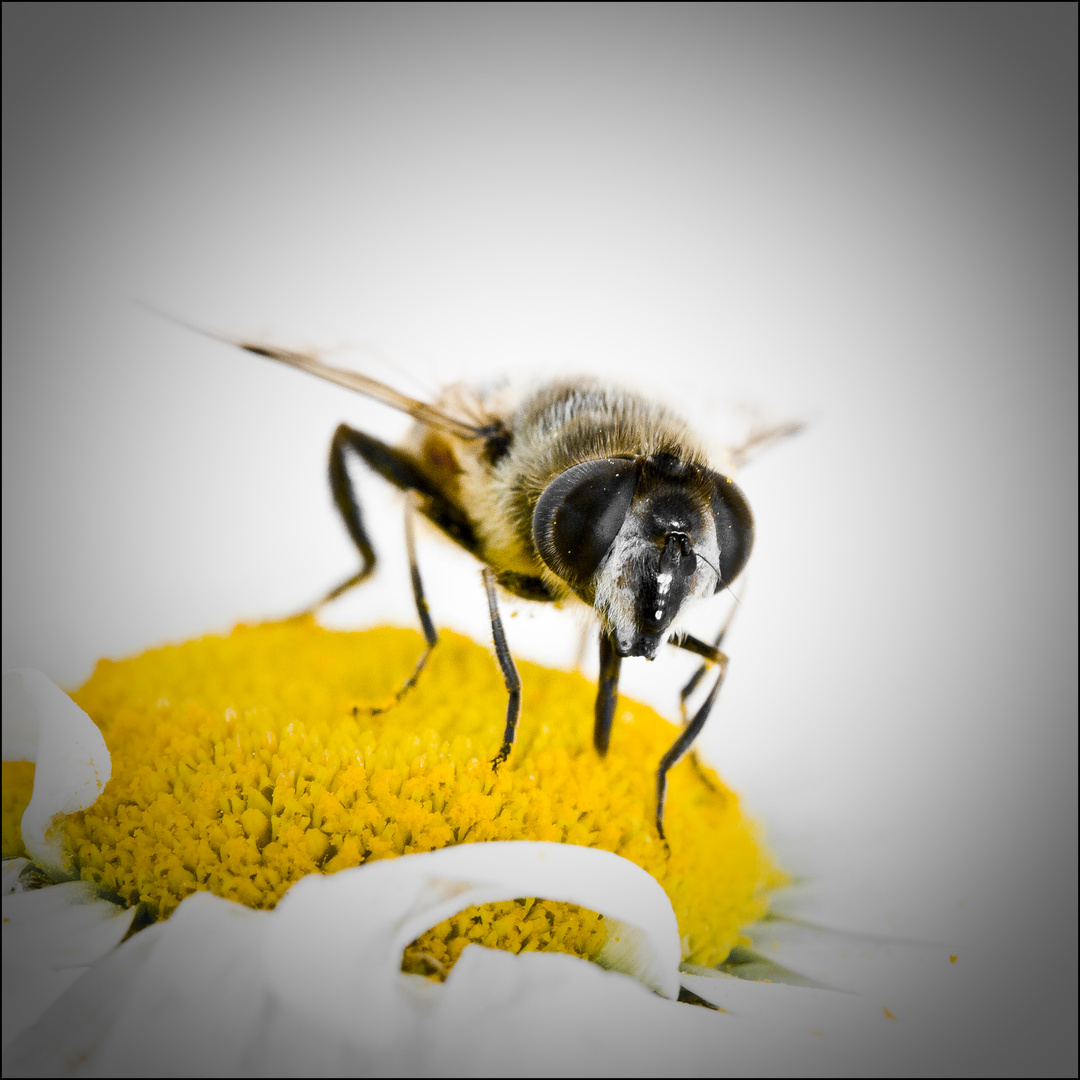 Face à l'abeille