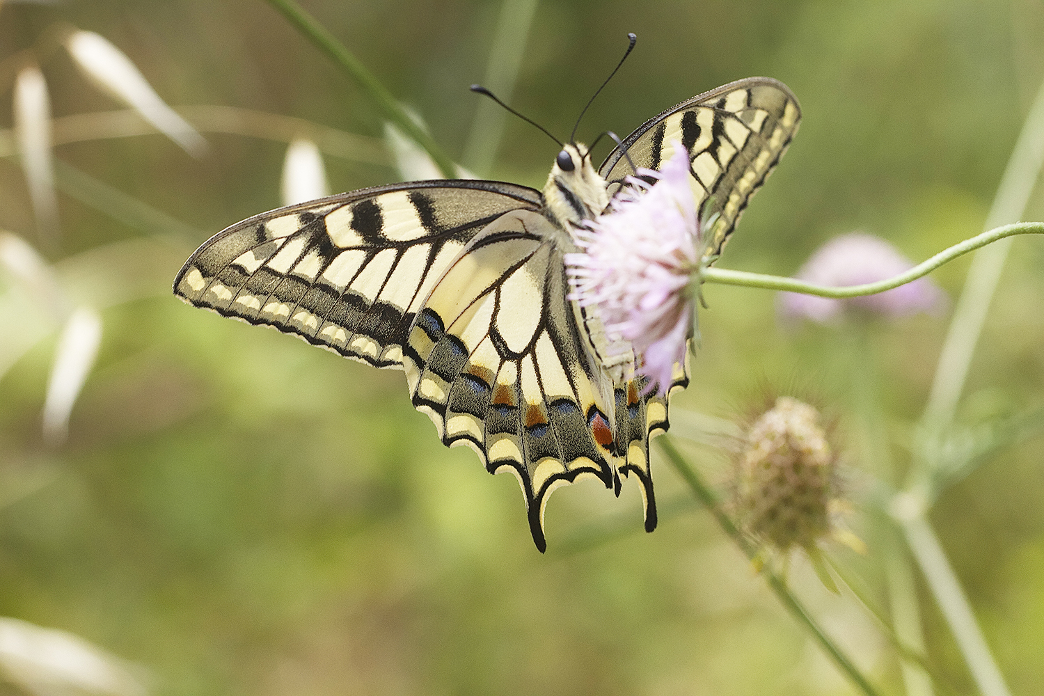 Face au machaon