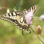 Face au machaon