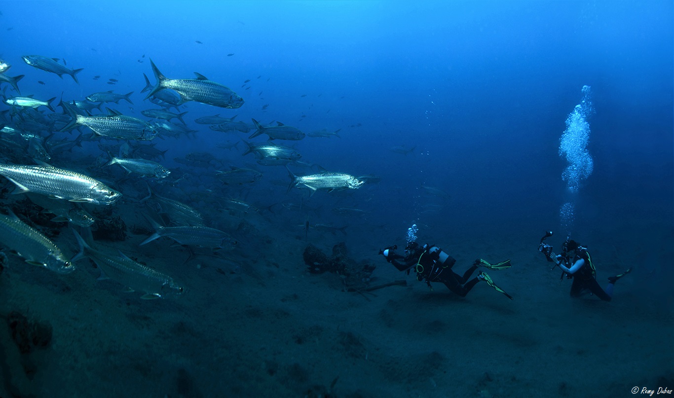 Face aux tarpons ©Remy Dubas Photographies