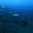 Face aux tarpons ©Remy Dubas Photographies