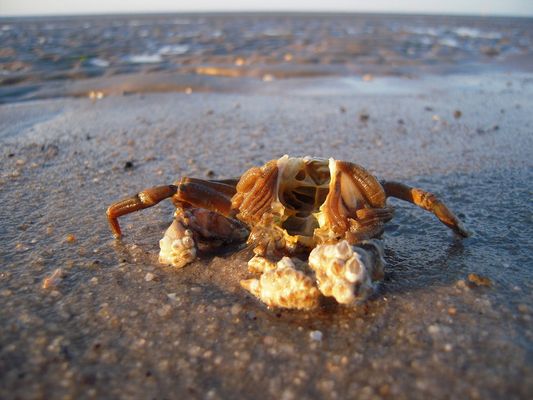 >>>((( --- face --- hunter ---