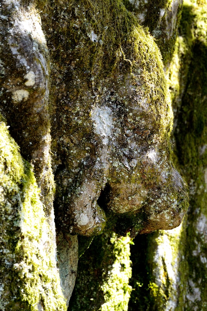 face in the tree