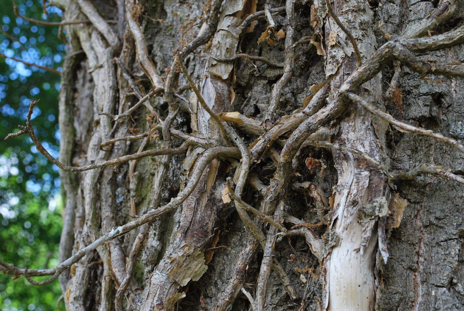 Face of a tree