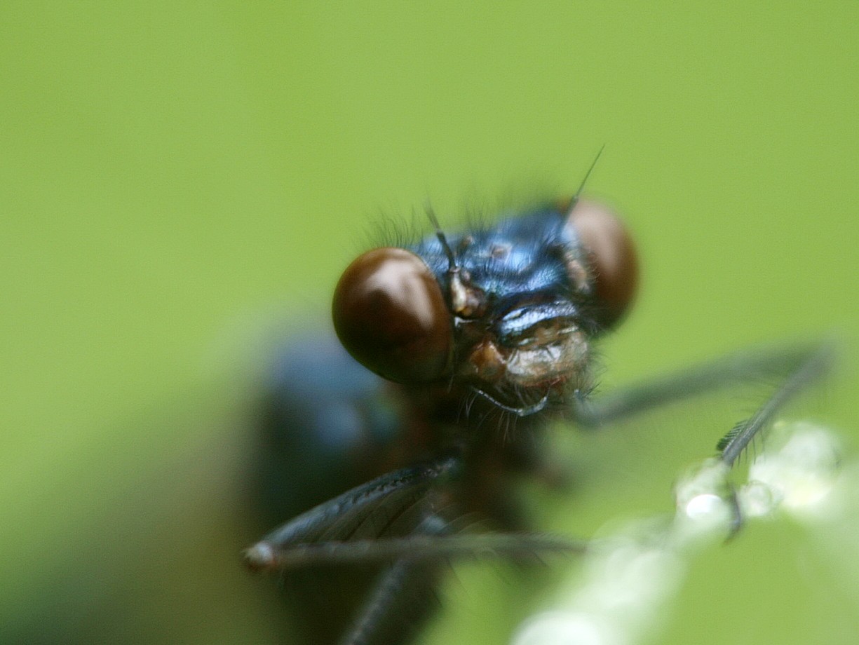 face of dragonfly