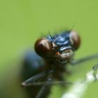 face of dragonfly