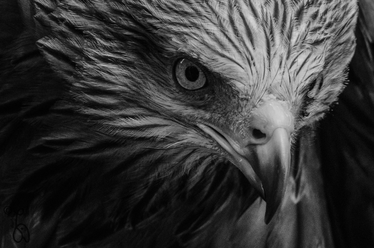 face of red kite