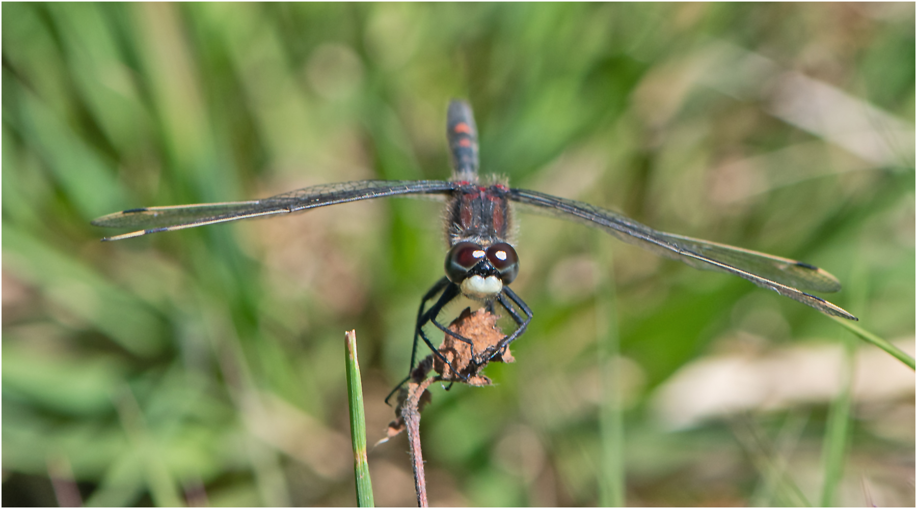 face to face (2) mit der Nordischen Moosjungfer . . .