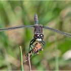 face to face (2) mit der Nordischen Moosjungfer . . .