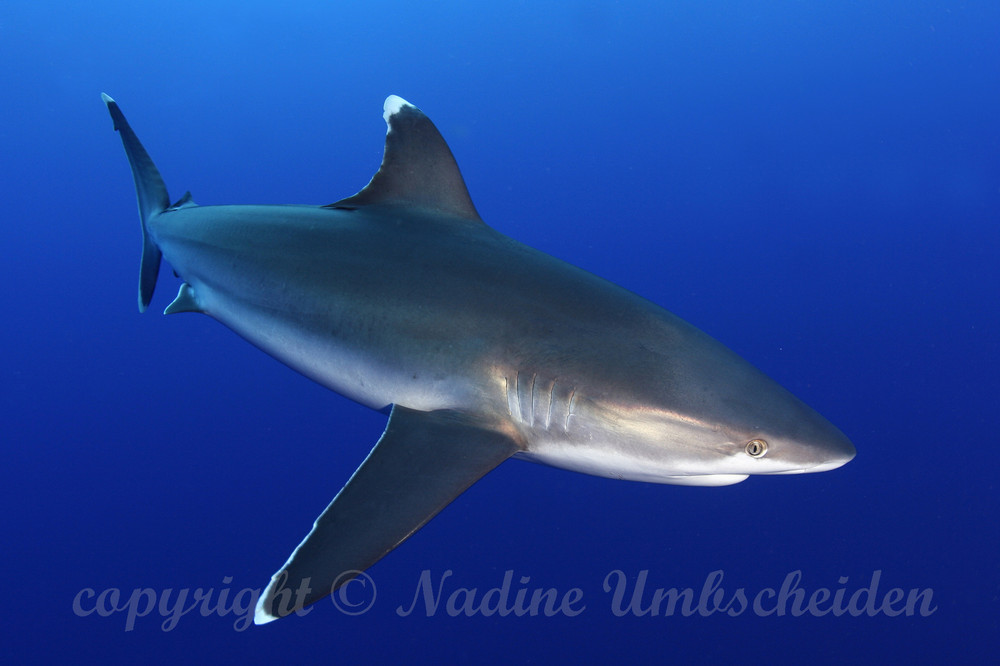 Face to Face von Nadine Umbscheiden 