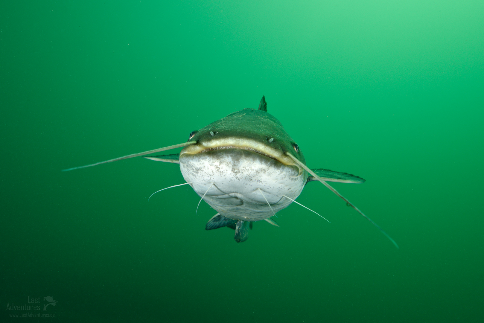 face to face - Flusswels im Grün - Le poisson-chat de rivière dans le vert