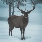 Face to Face in the Fog 