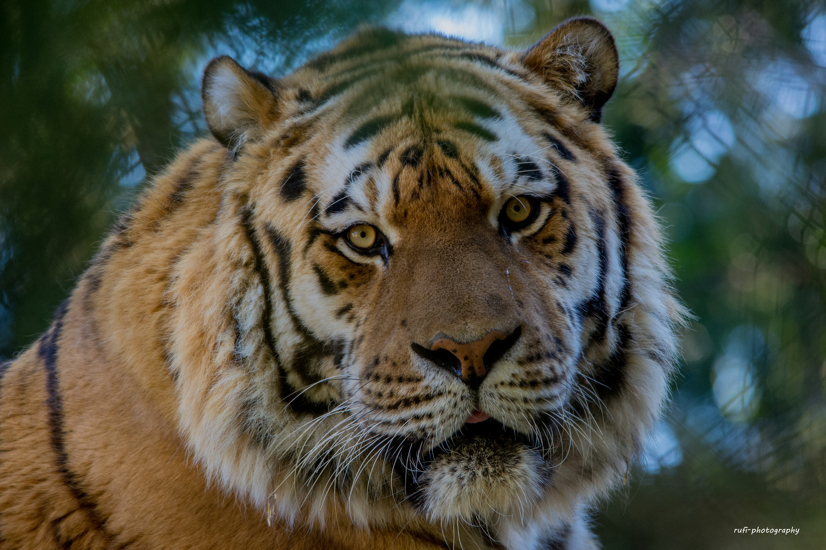 Face to Face mit dem Amur-Tiger