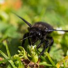 Face to Face mit der Dicken