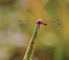 Face to Face mit der Roten Heidelibelle