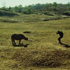 Face to Face with a Rhino im Matusadona Nationalpark in Simbabwe