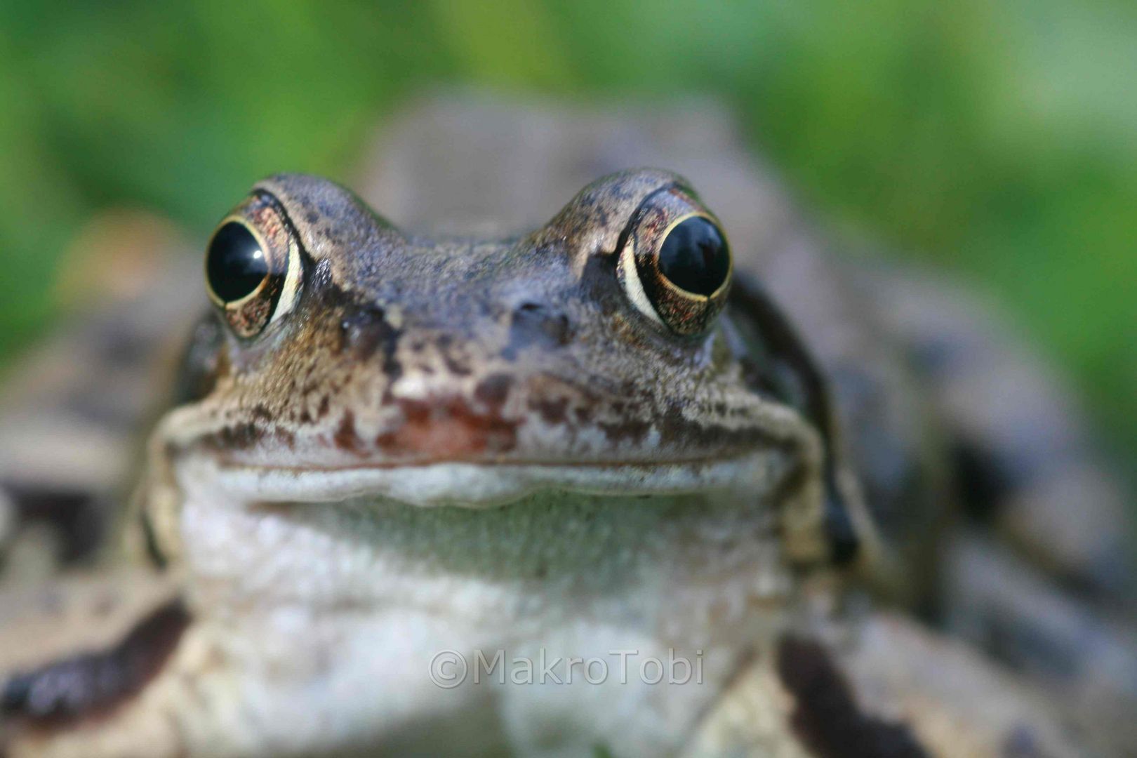 face to face with the frog