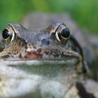 face to face with the frog