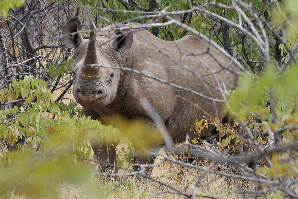 Face to face with "wild" black rhino