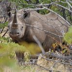 Face to face with "wild" black rhino