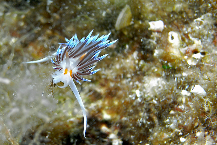 Facelina coronata