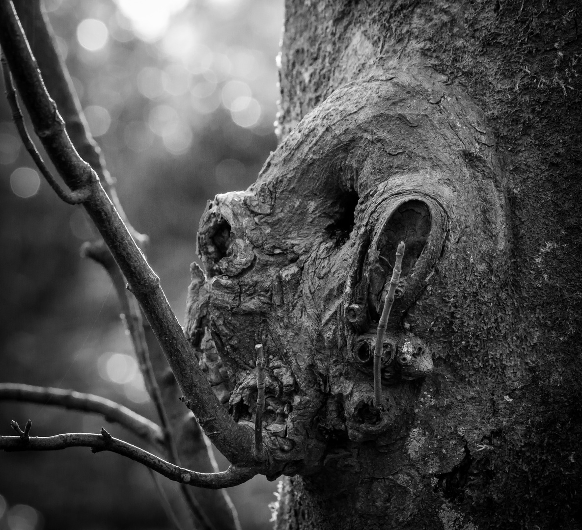 Faces in the Tree